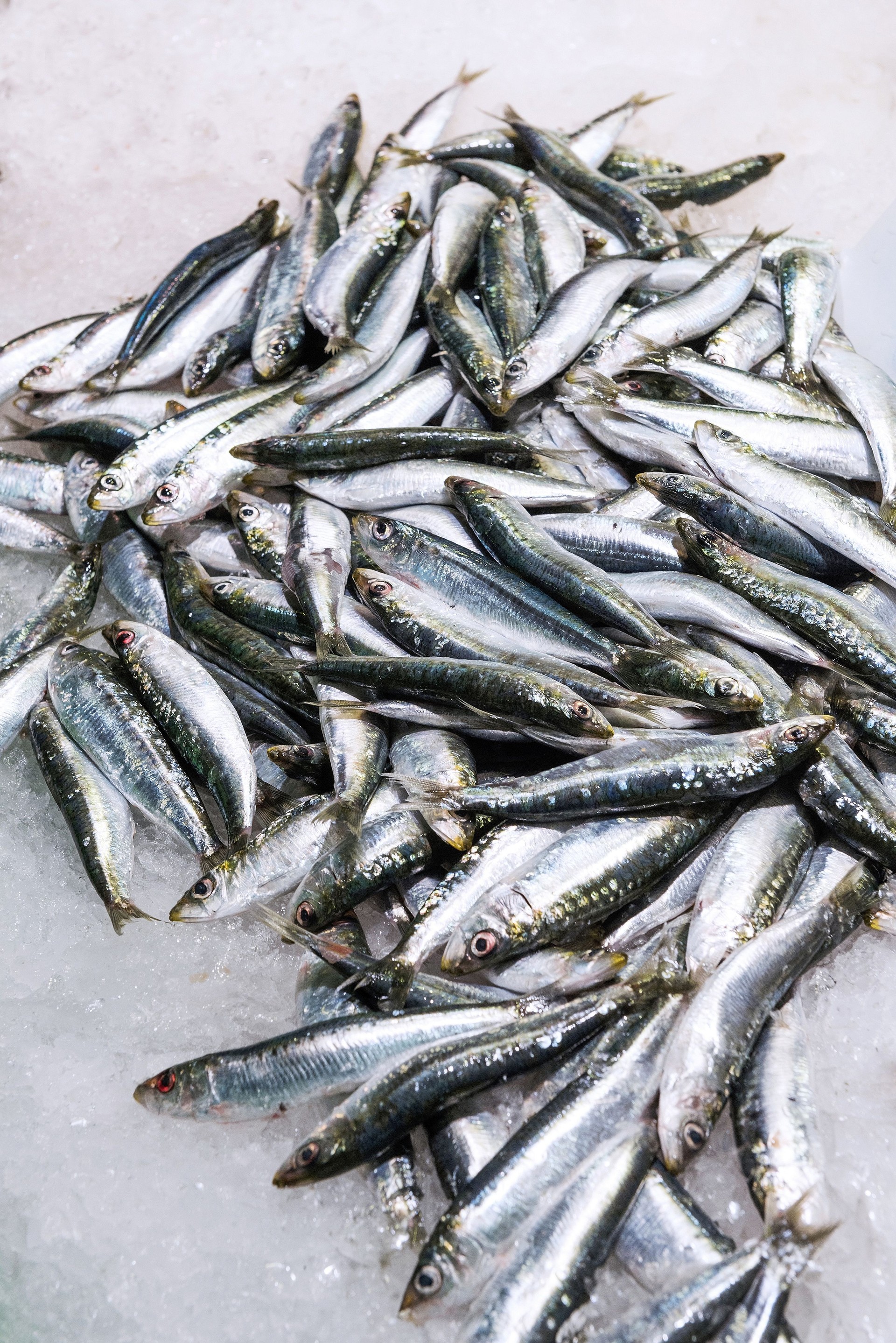 Sardine poissons au marché de La Boqueria, Barcelone